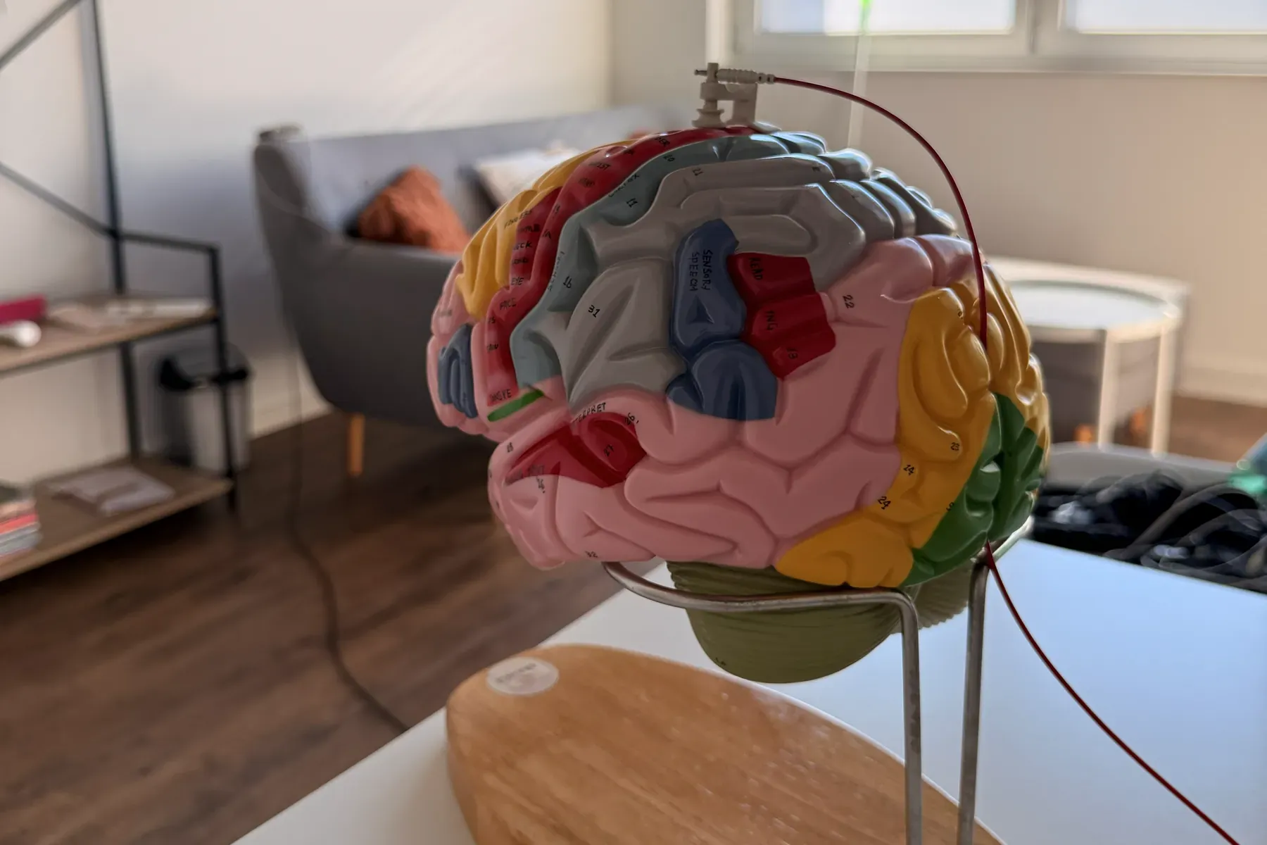 Hirnmodell mit angeschlossener Elektrode im Praxisraum, im Hintergrund Sofa und Fenster